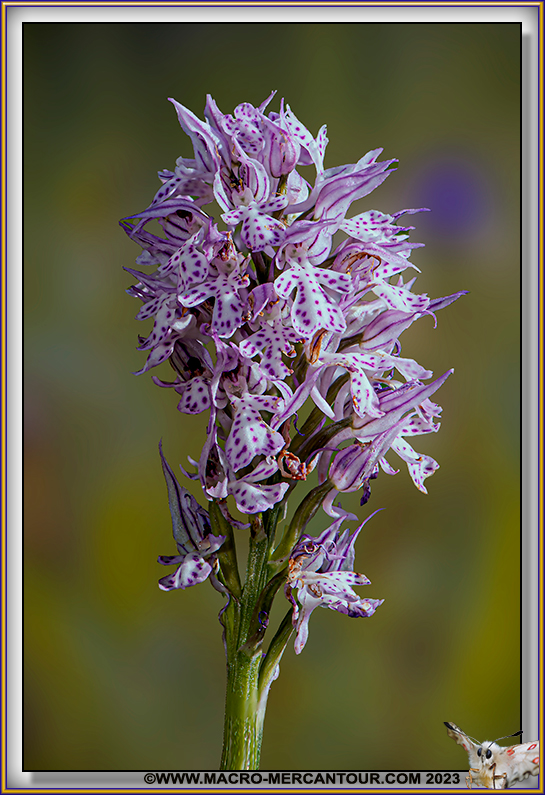 Orchis tridenté